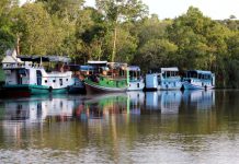 Kekayaan Mutiara Tersembunyi Kalimantan Tengah Kekayaan Mutiara Tersembunyi Kalimantan Tengah - Wisata Tanjung Puting